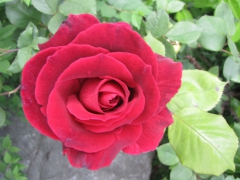 IMG_3776.jpg